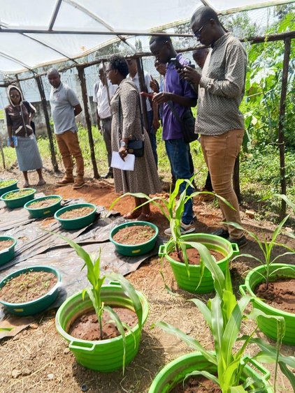 Rangées de maïs cultivé en bacs dans une serre