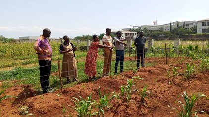 Visite d'un champ de maïs lors de la visite de l'IFDC